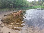 Vogel 4 maanden