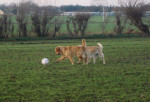 IJssel en Dille