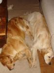 Faye en Dille