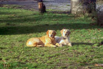 IJssel en Dille