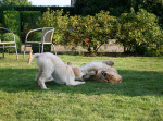 Dille en Faye