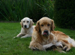 Faye en Dille