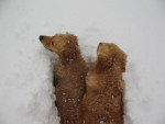 Mirre en Hommel maken een pad door de sneeuw