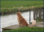 Terra met hommel
