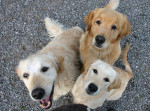 Stacey, Faye en Dille