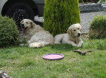 Stacey en Dille