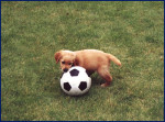 Terra speelt met bal!