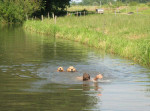 Faye en IJssel