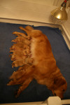 dag 7