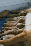dag 7