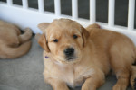 3,5 week