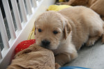 3,5 week