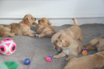 3,5 week