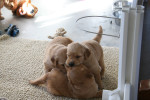 3,5 week