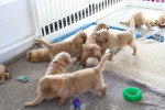 3,5 week