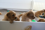 3,5 week