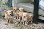 6 weken