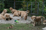 6 weken